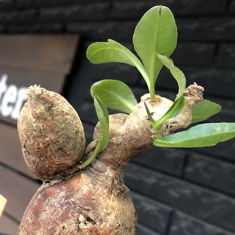euphorbia subapoda《LL size》※現地球株発根済※中々見かけないほどbig株＆個体差としてのカラーも◎※black bowl pot植え