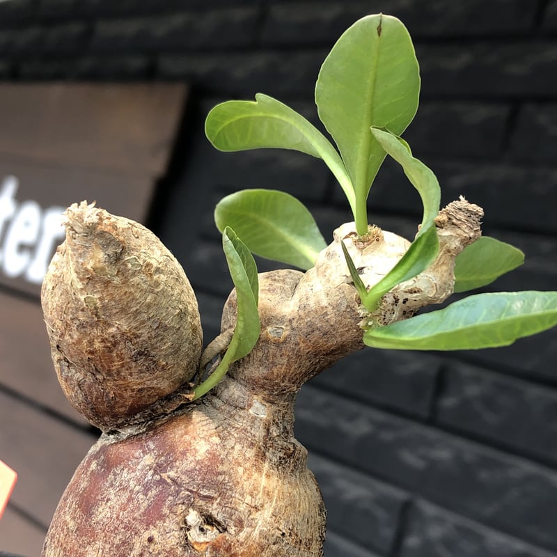 euphorbia subapoda《LL size》※現地球株発根済※中々見かけない 