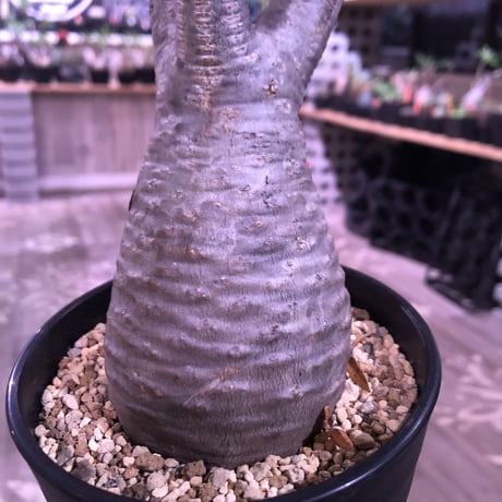 packypodium  gracilius《M size》※現地球株発根済み株‼︎  ※紅葉が綺麗なbalance良きグラキ※限定１株