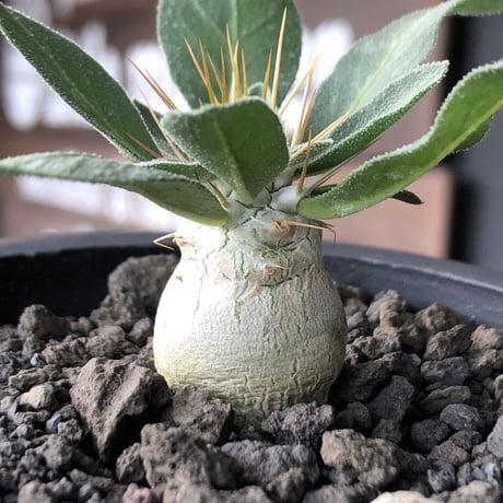 pachypodium  namaquanum 光堂《S size》littmon seed🌱※希少‼︎威勢よく葉も展開中‼︎しっかり育てたかわいい奴※mad black pot植え