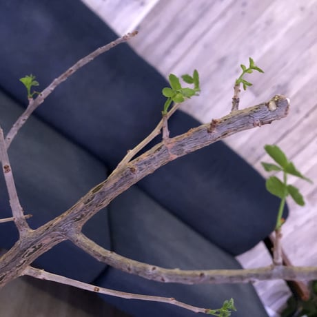 bursera  fagaroides《M size》