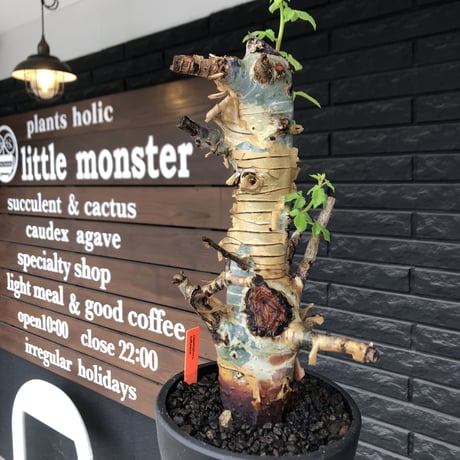commiphora  holtziana《L size》※現地球発根後店主国内管理2年株※良き佇まいに味深表皮が堪らない※mad black bowl pot植え