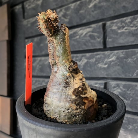 pachypodium gracilius《大きめS size》極‼︎現地焼け肌※現地球発根後店主国内管理3年株※激しすぎる荒々しい現地焼け肌がとびきり魅力※mad black pot植え