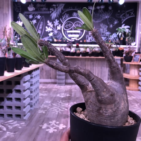 packypodium  gracilius《M size》※現地球株  発根済み株‼︎  丸めor良型株（限定12株）