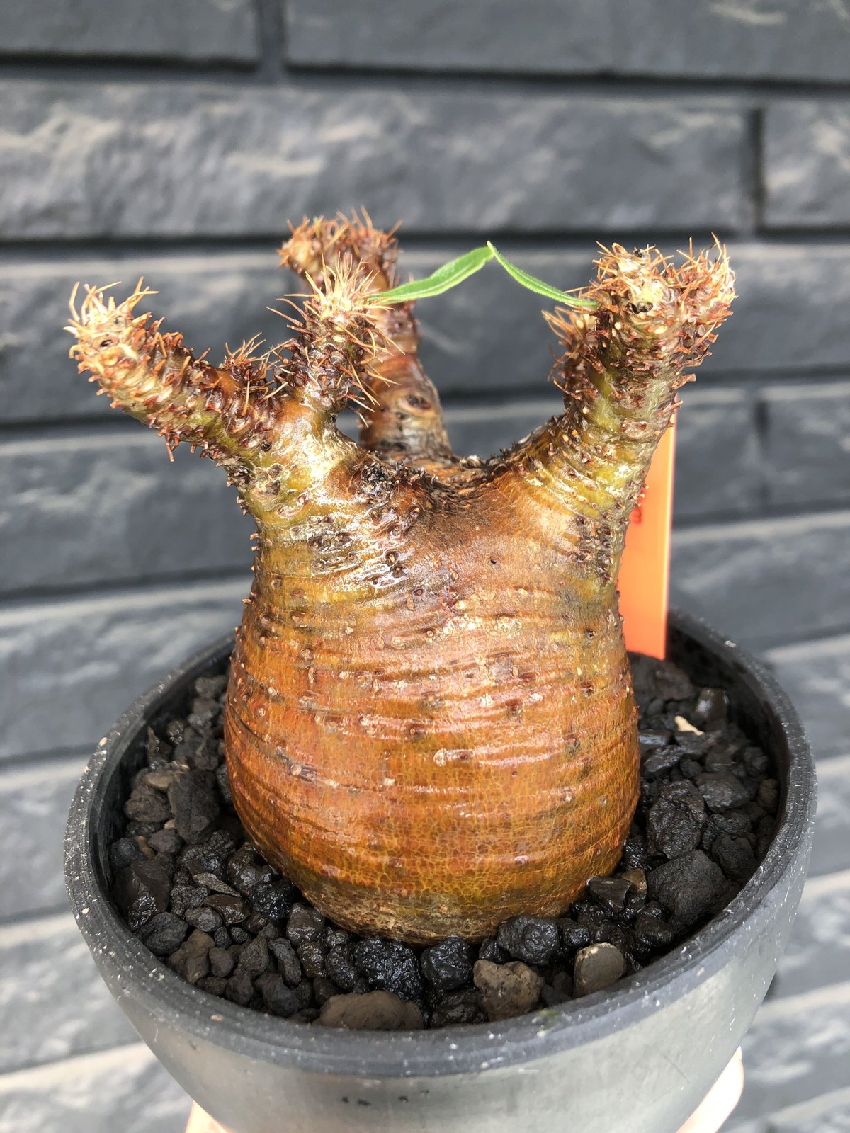 packypodium gracilius《小さめM size》極現地焼け＆錆肌※現地球発根