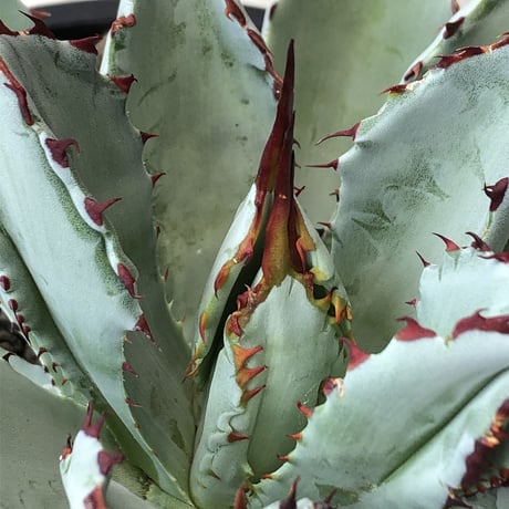 agave   cubic《L size》※発根済株※店主国内管理3年株※背中の割れが特徴な大変葉も引き締った極美大株‼︎balanceも良きカッコいい一株※浅鉢植え
