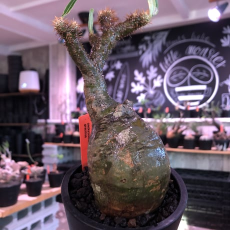 pachypodium  gracilius《小さめM size》一部希少green肌※現地球発根済株※店主国内管理2年株※捻くれ枝を持つ不格好さがかわいい一株※mad black pot植え