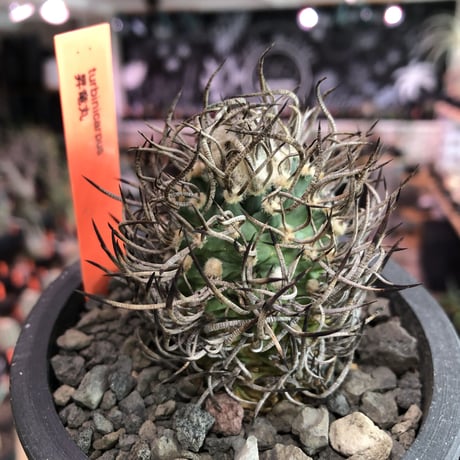 turbinicarpus 昇竜丸《大きめM size》※littmon seed9年株※選抜特選株※丸み強き低重心に育ってくれ太黒棘も堪らない一株※mad black pot植え