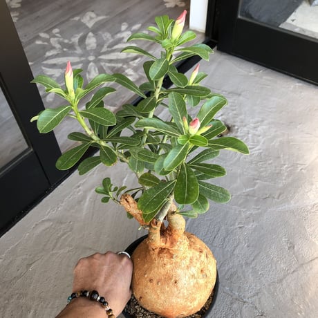 adenium   obesum《LL size》現地球 発根済み株‼︎