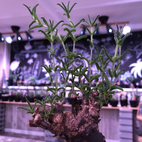 mestoklema   tuberosum《L  size》※冬季も成長開花する潅木‼︎肌質、表皮、color出で立ちヤバい一株‼︎※mad black pot植え