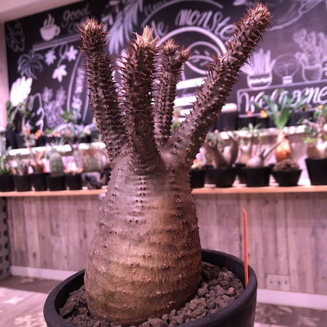 packypodium  gracilius《M  size》※現地球発根済株‼︎※四つ枝で大変balance良き株のぼってり感も主張された選抜株‼︎手乗りサイズ‼︎※mad black pot植え