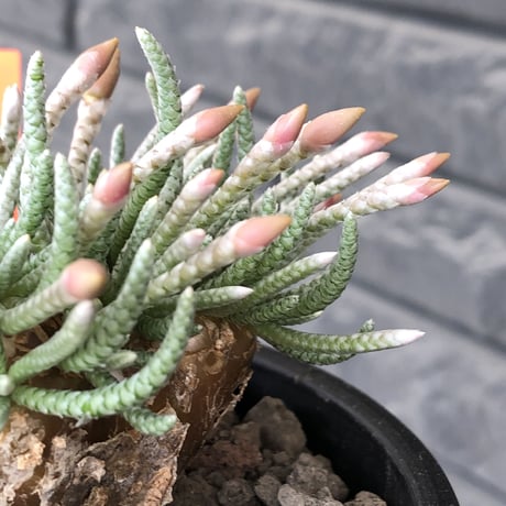 アボニア クイナリア アルストニー 赤花 大株 冬型塊根 当方管理期間6年程 アボニア クイナリア アルストニー 赤花 大株 冬型塊根 当方管理