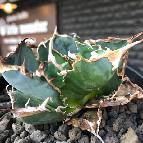agave titanota  白鯨陽炎type《M size》※現地球株発根済※ウネウネ強き鋸歯に幅広肉厚タイプ※black pot植え