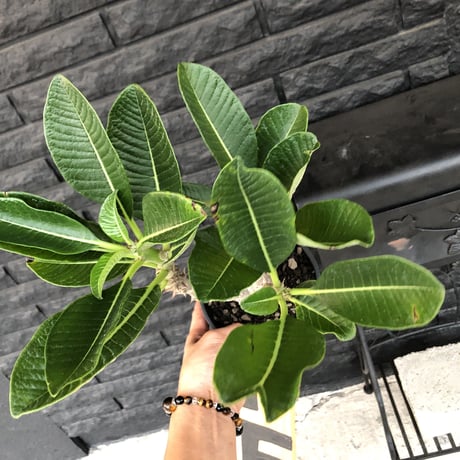 packypodium windsorii  ×  baronii  《L size》発根済み株 mad black pot植え  （限定①株）