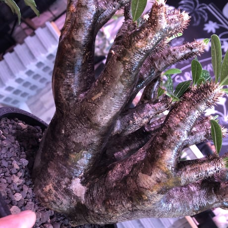 packypodium   enigmaticum《L L size》※三分頭  発根済み株  mad gray-black肌   mad  black  bowl  pot植え