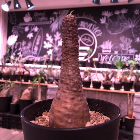euphorbia   pachypodioides《M size 》※ボコボコ肌が特化し、葉の表がグリーンで葉裏と開花時の花が紫なのが更に魅力的で人気な一株‼︎