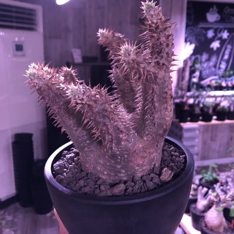 packypodium    makayense《M size》※現地球発根済株‼︎ ※グリーン肌質に赤みの強い棘が堪らないマカイ‼︎※mad black pot植え