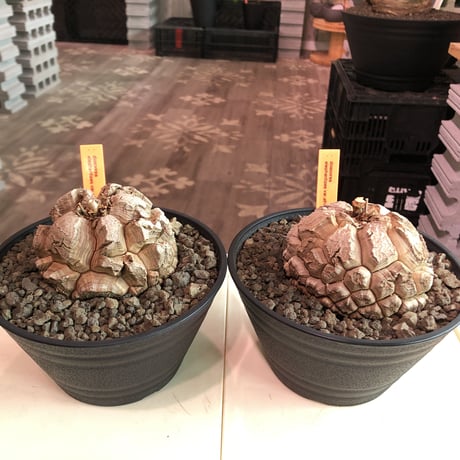 dioscorea elephantipes アフリカ亀甲竜《大きめM size》※今後輸入が厳しい南アフリカ物‼︎現地球株らしい切れ目立体樹形の大きなwild亀さん‼︎※浅鉢植え　※限定2株