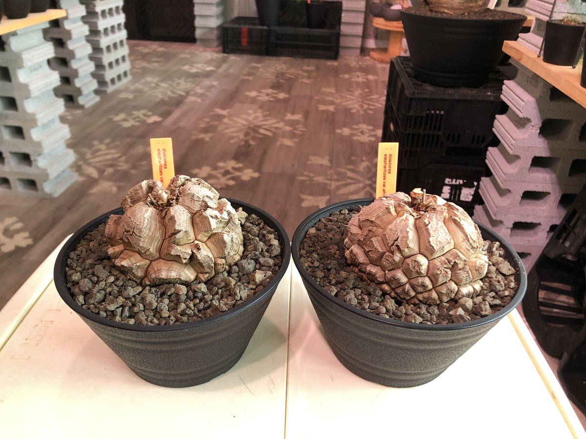 dioscorea elephantipes アフリカ亀甲竜《大きめM size》※今後 dioscorea elephantipes アフリカ亀甲竜《大きめM size》※今後
