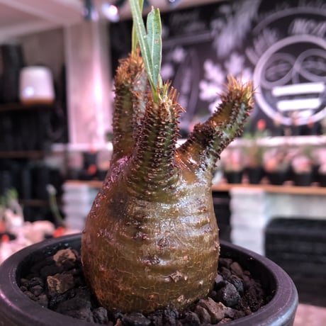 pachypodium  gracilius《S size》極赤肌 &現地焼け株※現地球発根済株※店主国内管理2年株※小振りでも大変赤み強きかっこいい一株‼︎※mad black pot植え