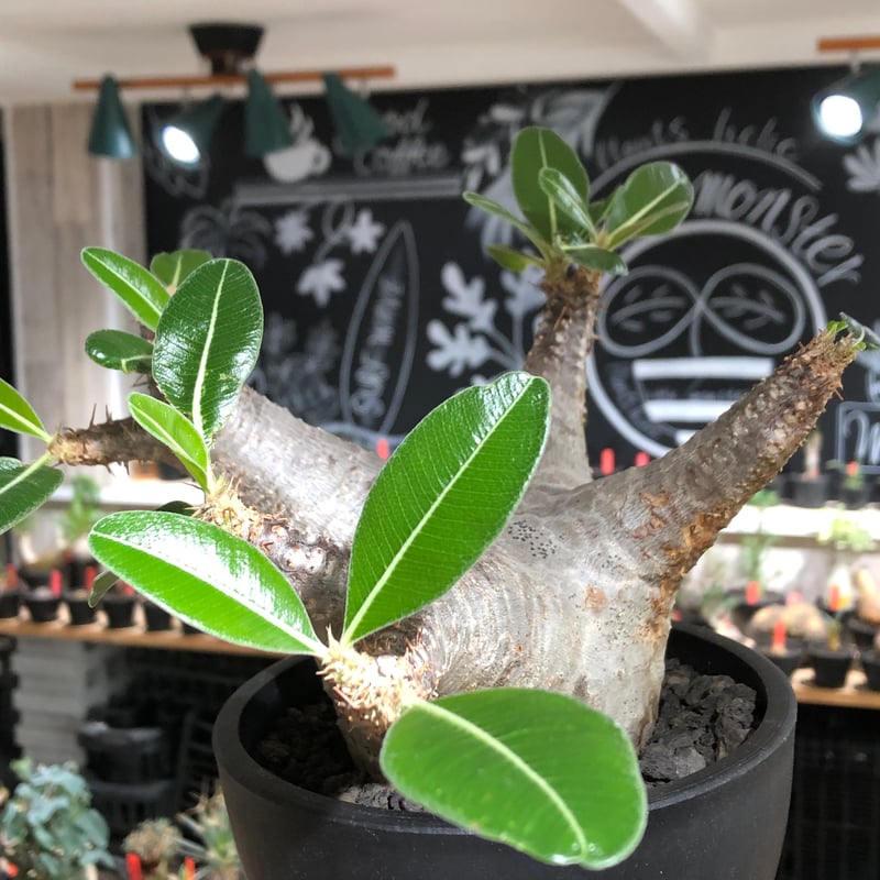 パキポディウム　エニグマティクム　現地球　発根済み　花芽　Lサイズ　大きめ pachypodium enigmaticum《L size》※現地球株発根済※ワイルドな極太