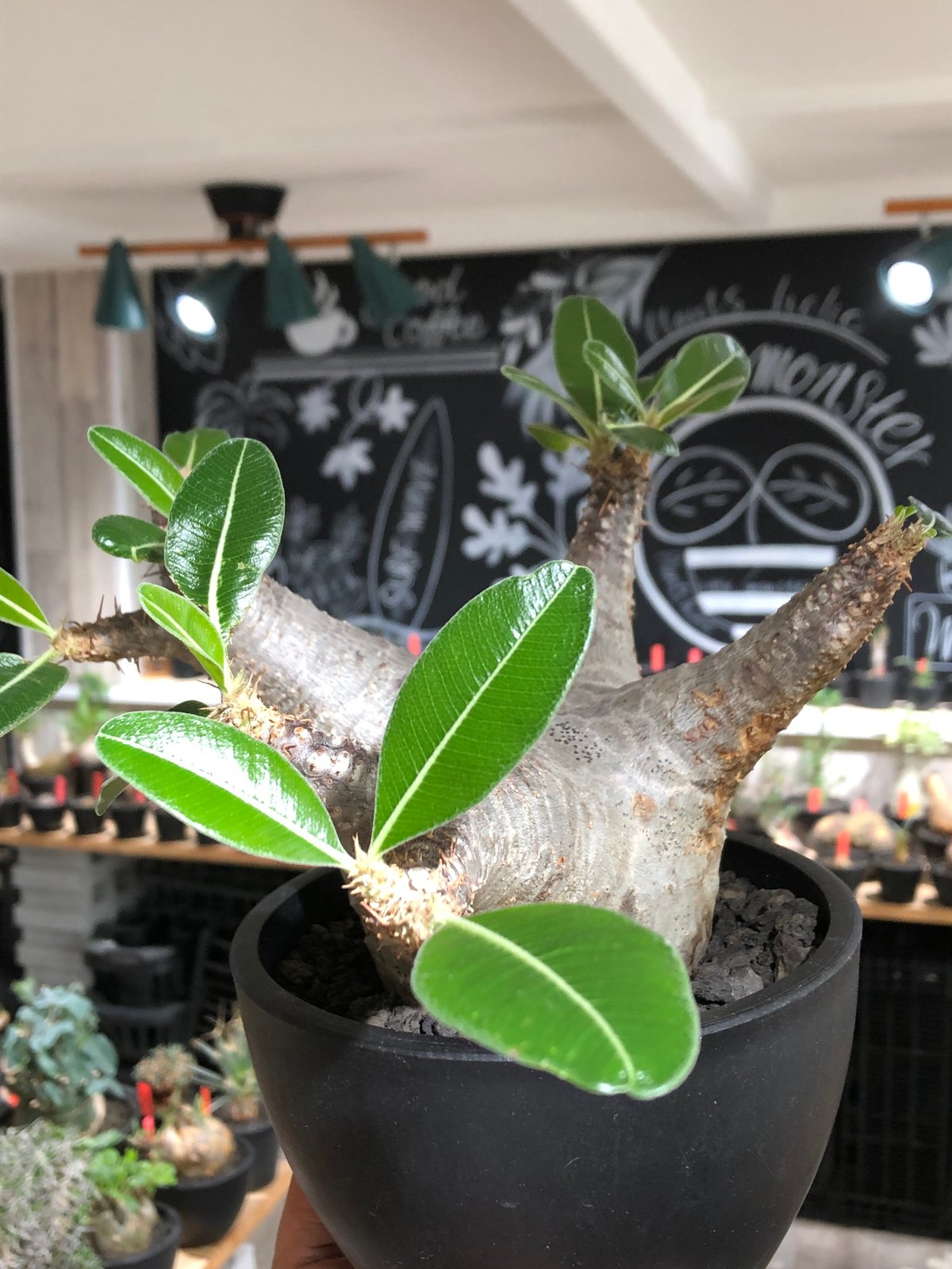 pachypodium enigmaticum《L size》※現地球株発根済※ワイルドな極太