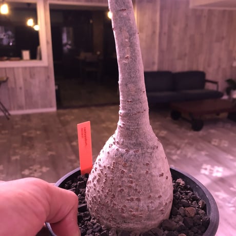 packypodium  decaryi《L size》店主管理9年株 ※mad black pot植え