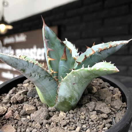 agave titanota blue《小さめM size》選抜株※現地球株発根済※今季の成長が楽しみな纏まり締まりも良き一株‼︎※mad black pot植え