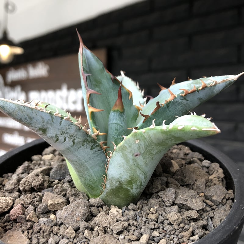 激安単価で 【AGAVE TITANOTA BLUE実生選抜】アガベ ムチプリチタノタ