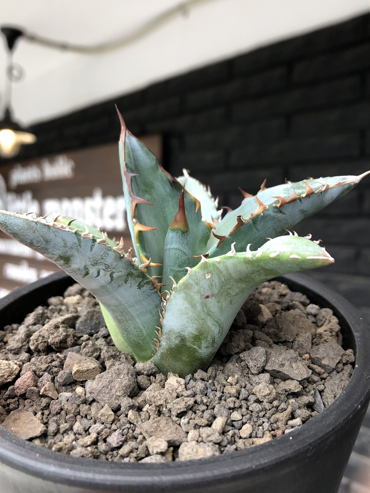 現品◇アガベ チタノタ 搾っ 太陽神・ベアルート苗◇Agave 現品◇アガベ チタノタ 搾っ 太陽神・ベアルート苗◇Agave
