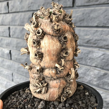 euphorbia   mlanjeana《M size》驚愕株‼️激希少‼︎‼️ ※mad black pot植え  ⚠️店舗用在庫ございます。お問い合わせ下さい。
