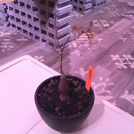 opercullicarya   packypus  littmon  seed🌱 《4年半株》枝振り装い良き1株‼︎※mad black  bowl  pot植え！リクエスト追加補填 1株