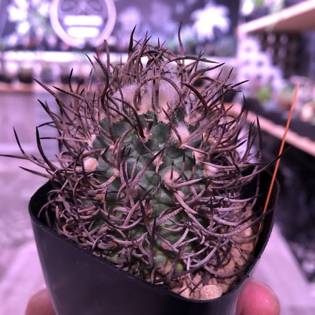 turbinicarpus  昇竜丸