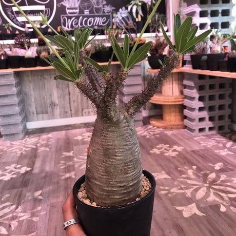 packypodium  gracilius《大きめ M size》※現地球株  発根済み株‼︎  （限定1株）