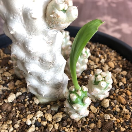 euphorbia    poissonii《L size》希少‼︎6分頭株‼︎※大変白く美しい肌質な分頭大株‼︎