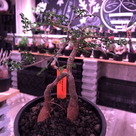 opercullicarya   decaryi  littmon  seed🌱  《3年株》※成長早く例年変化を感じながら育てられるしっかり作り込んだ良株※mad  black  pot植え