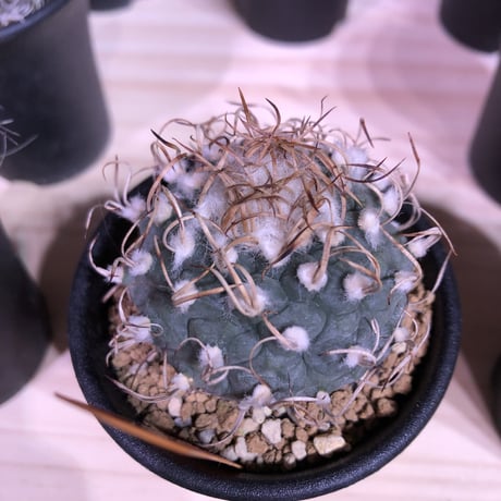 turbinicarpus   牙城丸