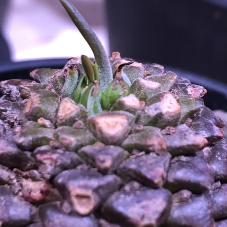 euphorbia    bupleurifolia《鉄甲丸》M  size  ※mad  black  bowl  pot植え