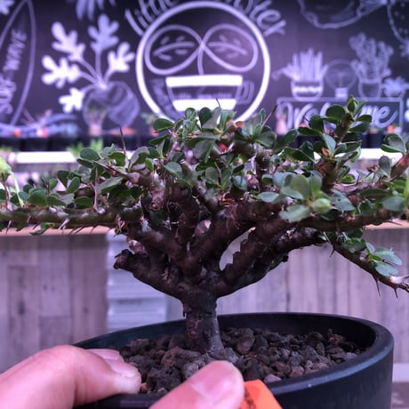 sarcocaulon  vanderietiae《L size》※サルコカウロン 希少夏型  mad  black  pot植え ※店主管理国内４年株