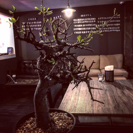 commiphora  foliacea《L size》希少株‼︎