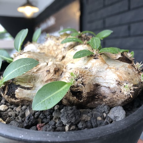 pachypodium brevicaule恵比寿笑い《大きめM size》※現地球発根後店主国内管理3年株※手乗り丁度良きサイズ感‼︎威勢よく展開中🌱※mad black pot植え