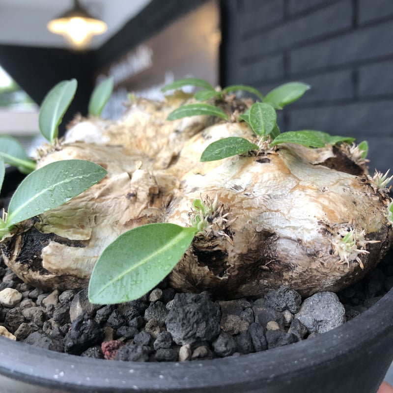 ★値下げ★パキポディウム　恵比寿笑　現地球【匿名配送】 pachypodium brevicaule恵比寿笑い《大きめM size》※現地球発根後店主
