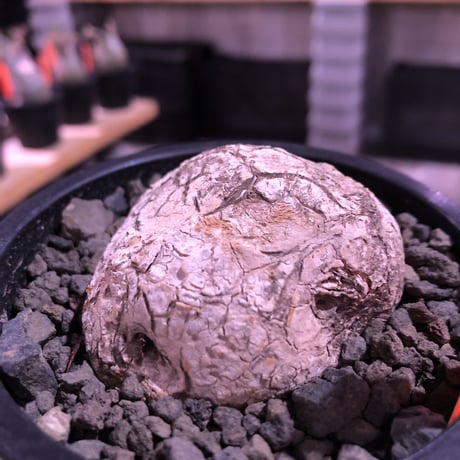 stephania venosa 《小さめM size》※現地球発根済株※恐竜の🥚卵みたくひび割れた味深き表皮にかわいいツル型の葉を展開‼︎※mad black pot植え
