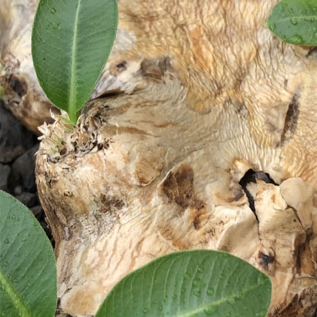pachypodium brevicaule恵比寿笑い《大きめM size》※現地球発根後店主国内管理3年株※手乗り丁度良きサイズ感‼︎威勢よく展開中🌱※mad black pot植え