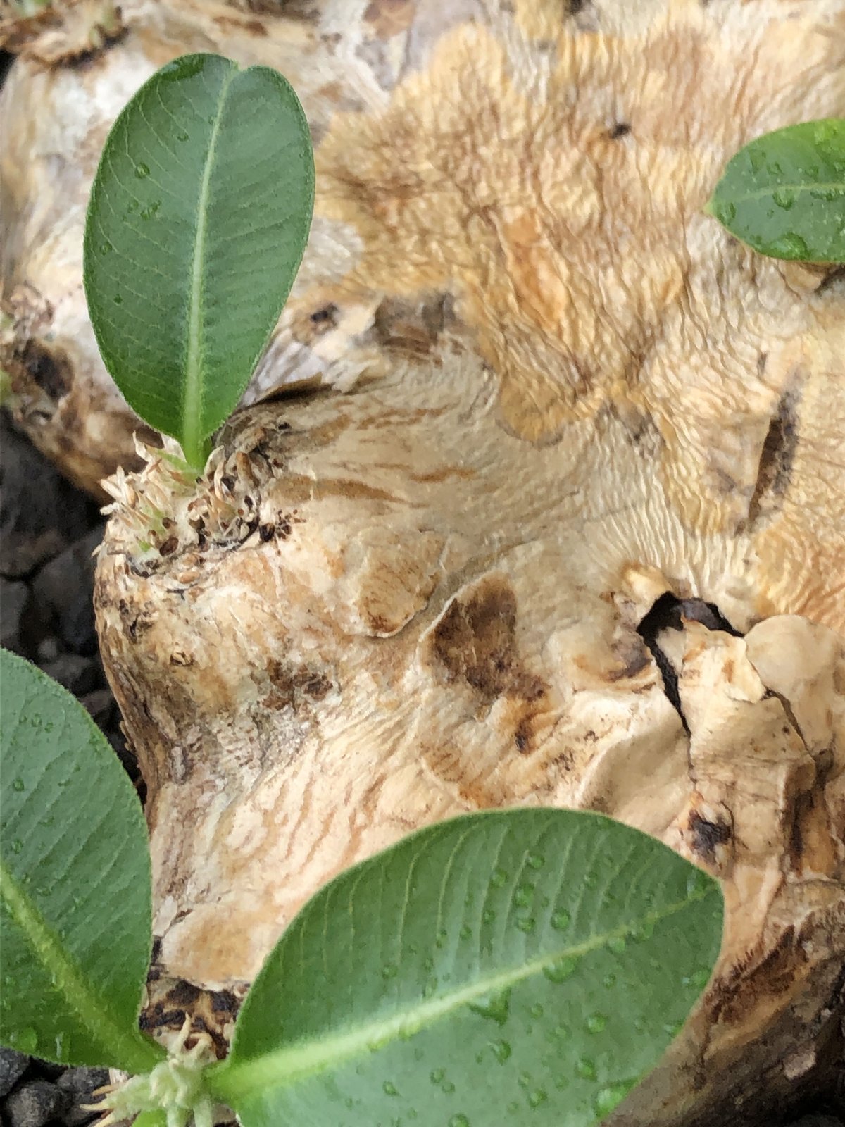 pachypodium brevicaule恵比寿笑い《大きめM size》※現地球発根 pachypodium brevicaule恵比寿笑い《大きめM size》※現地球発根