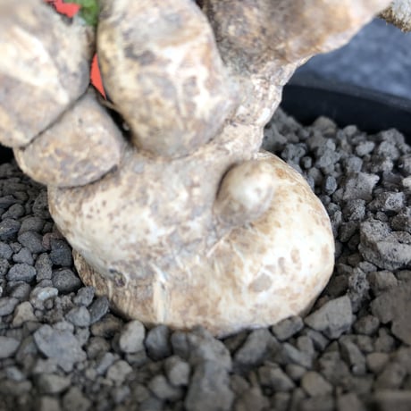 euphorbia tulearensis《 LL size》※現地球発根後店主国内管理5年株※驚愕‼︎bigサイズ‼︎希少性No.1塊根ユーフォルビア‼︎※mad black pot植え
