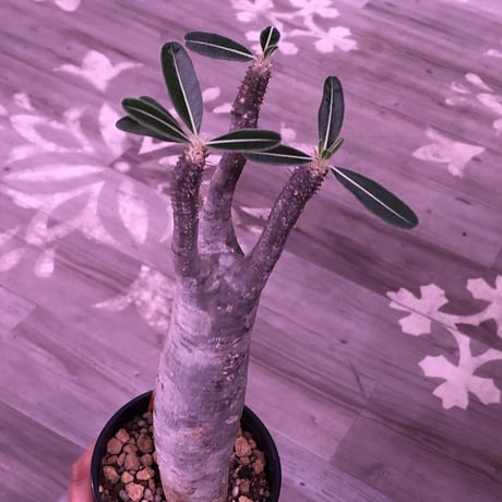 packypodium  roslatum  var.  cactipes《L size》