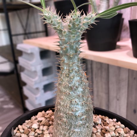packypodium   gracilius（S size）