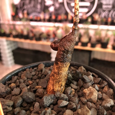 opercullicarya  packypus   littmon  seed🌱 《5年株》幹も太く‼︎&枝振り樹形&balance良きパキプス※mad black bowl pot植え※限定3株