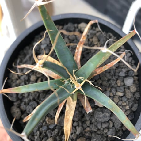 leuchtenbergia  principis 晃山《S size》※現地球株発根済※小振りながらも味深く強靭で育てやすい一属一種の有望株※black bowl pot植え